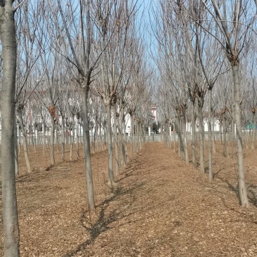10～16公分南栾出售，具体要求具体价格电话详谈