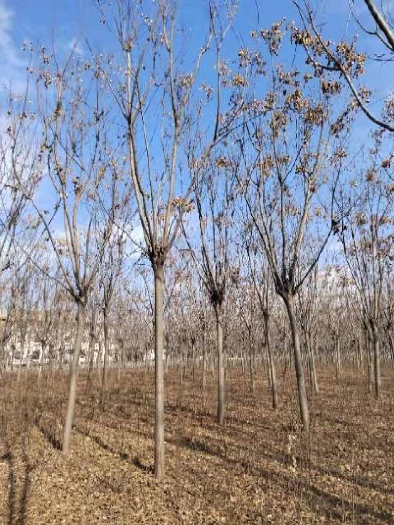 10～16公分南栾出售，具体要求具体价格电话详谈