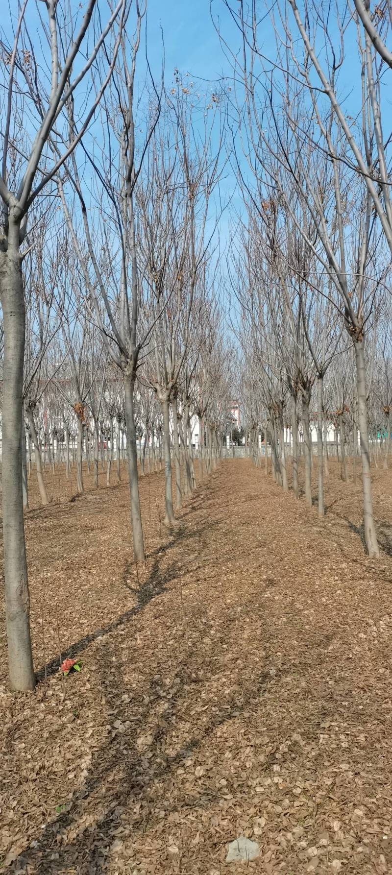 10～16公分南栾出售，具体要求具体价格电话详谈