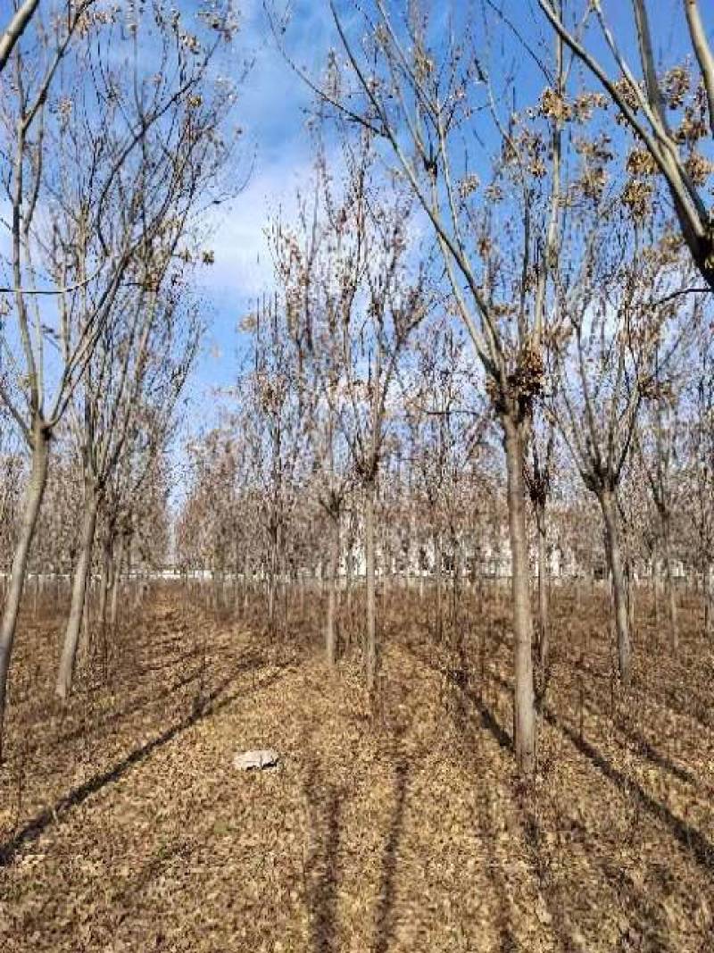 10～16公分南栾出售，具体要求具体价格电话详谈