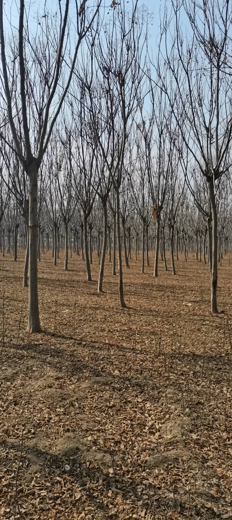 10～16公分南栾出售，具体要求具体价格电话详谈