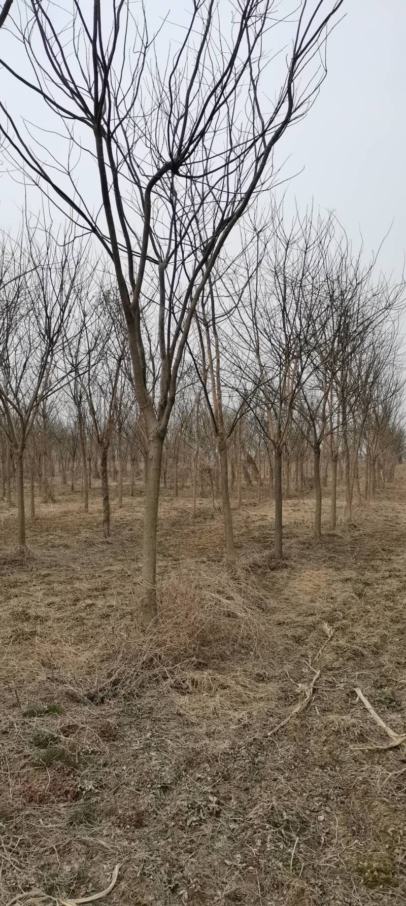 10～16公分南栾出售，具体要求具体价格电话详谈