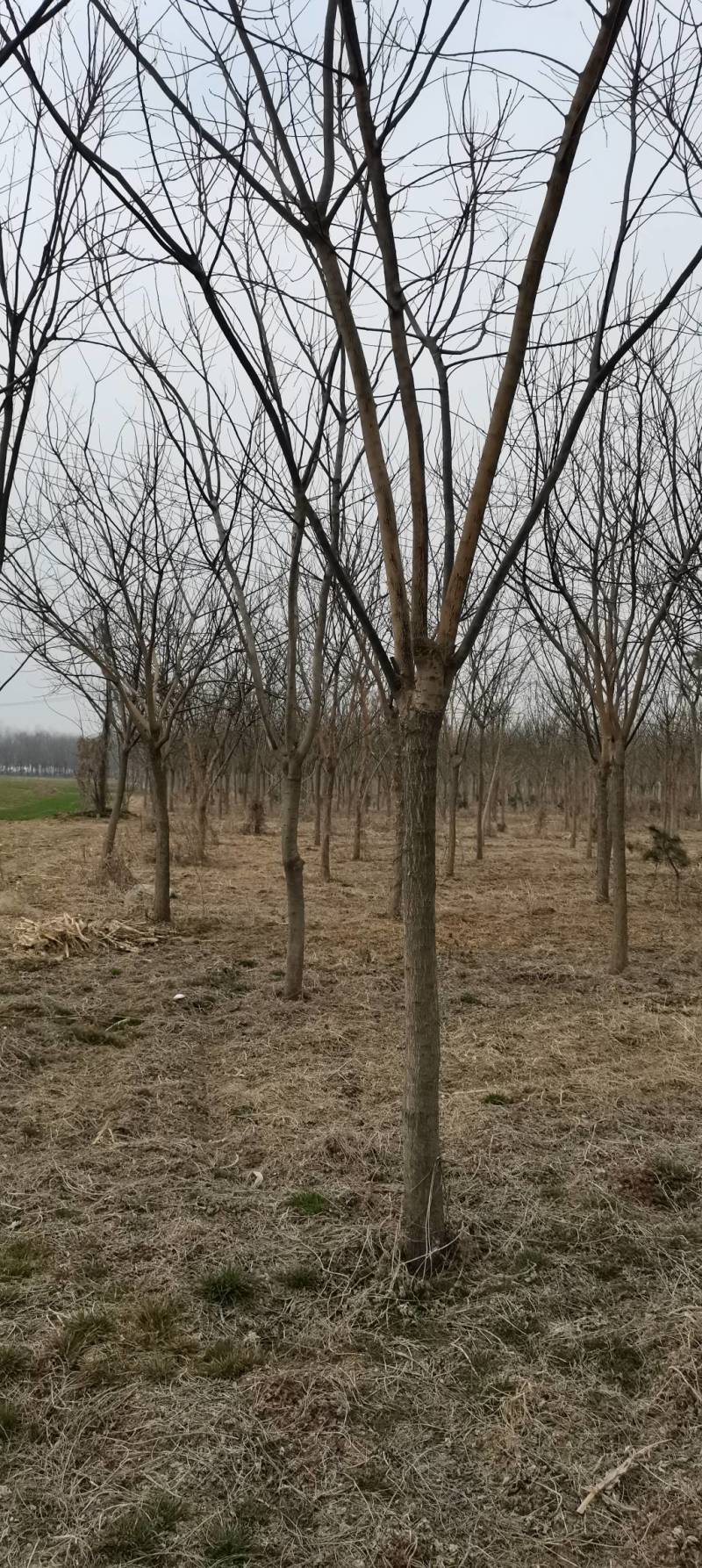 10～16公分南栾出售，具体要求具体价格电话详谈