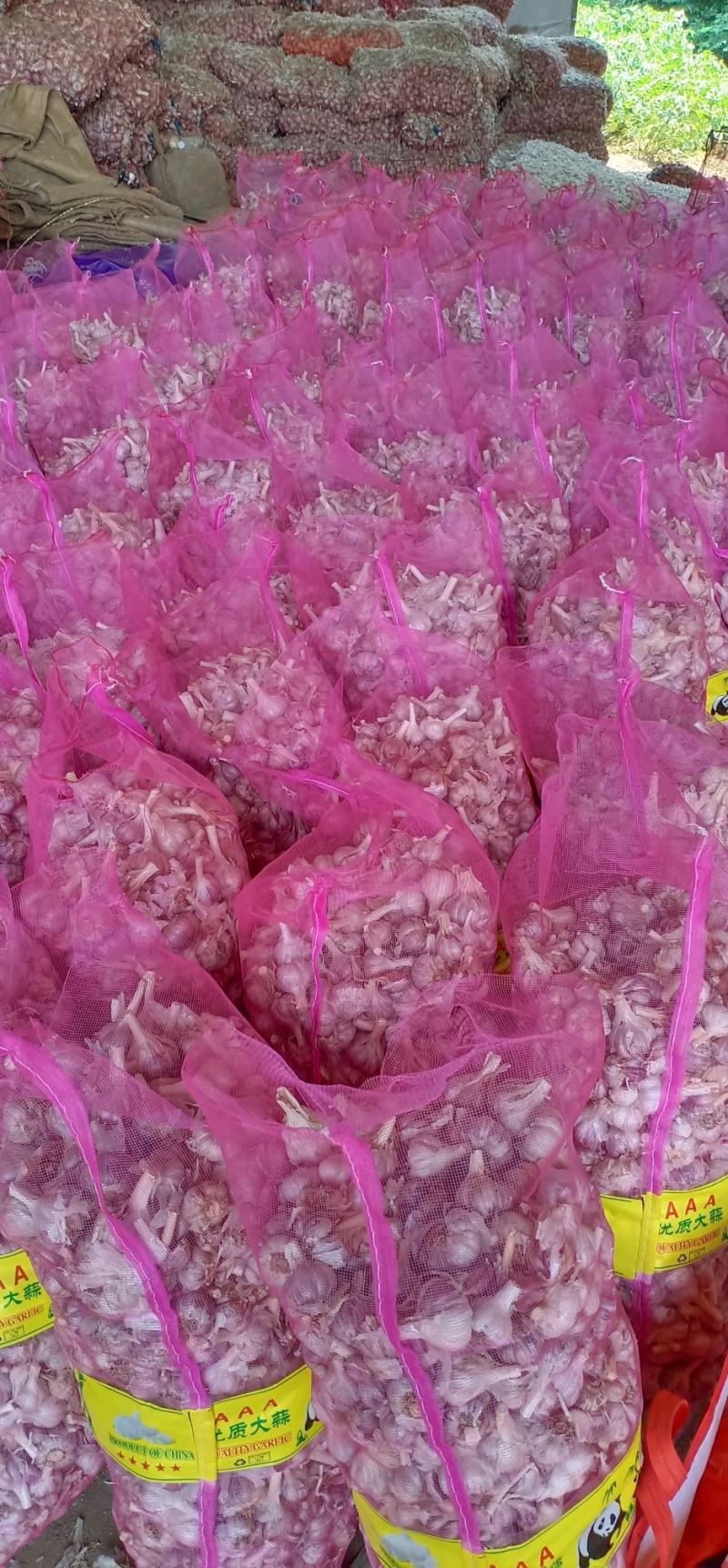 精品红根蒜苗种子，基地直供，量大从优诚信经营欢迎订购