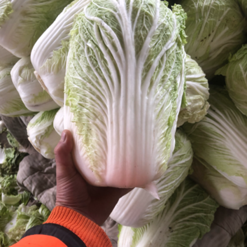 库存青杂3号，大白菜，需要的可以联系了