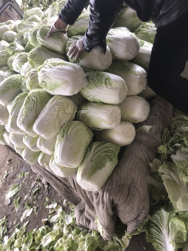 库存青杂3号，大白菜，需要的可以联系了