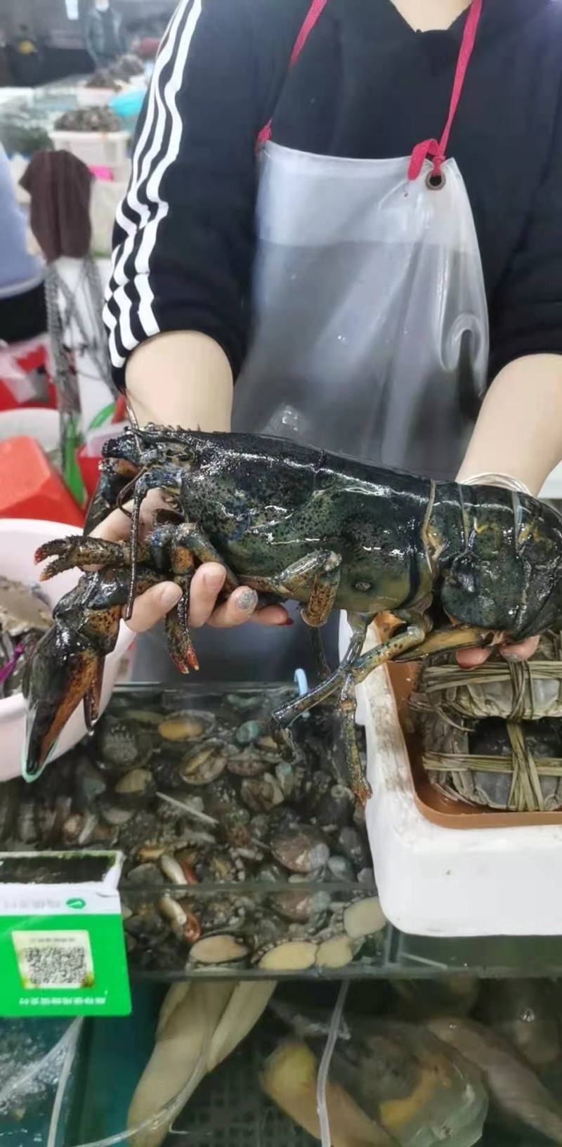 波士顿大龙虾，新鲜鲜活波士顿都有，时令价下单提前询价！
