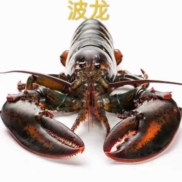 波士顿大龙虾，新鲜鲜活波士顿都有，时令价下单提前询价！