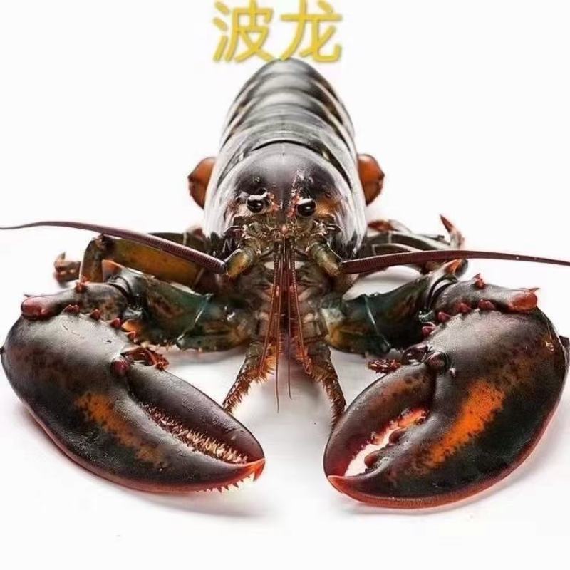 波士顿大龙虾，新鲜鲜活波士顿都有，时令价下单提前询价！