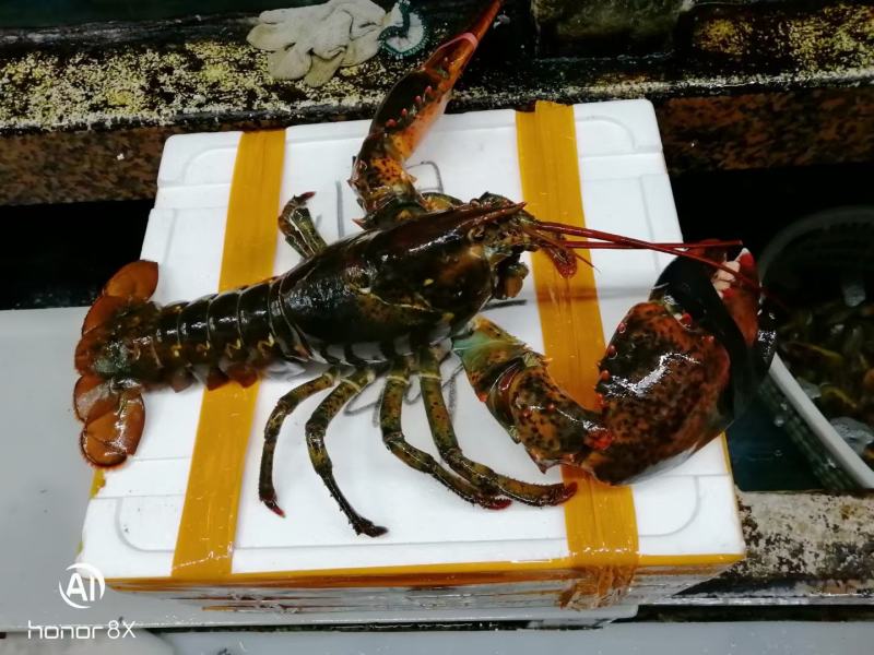 波士顿大龙虾，新鲜鲜活波士顿都有，时令价下单提前询价！