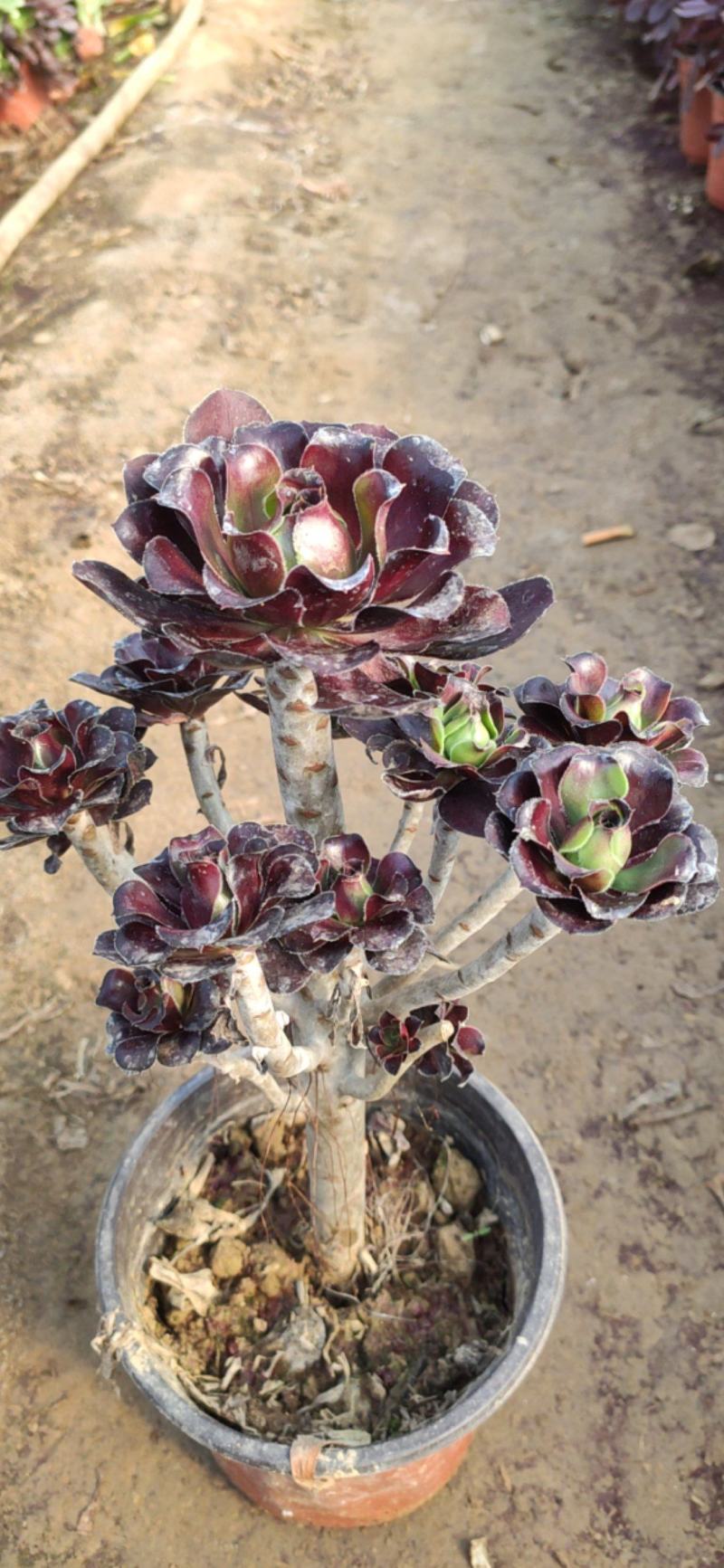 圆叶黑法师多肉植物精品大量批发可混批。