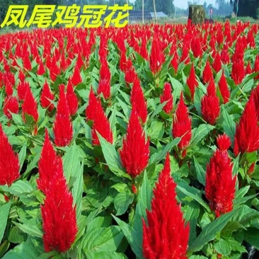 凤尾鸡冠花种子头状鸡冠花种子观赏花籽阳台庭院花草种子