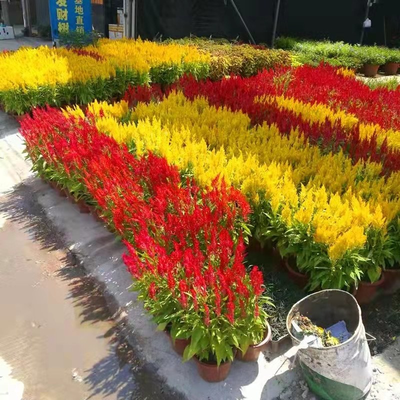 凤尾鸡冠花种子头状鸡冠花种子观赏花籽阳台庭院花草种子