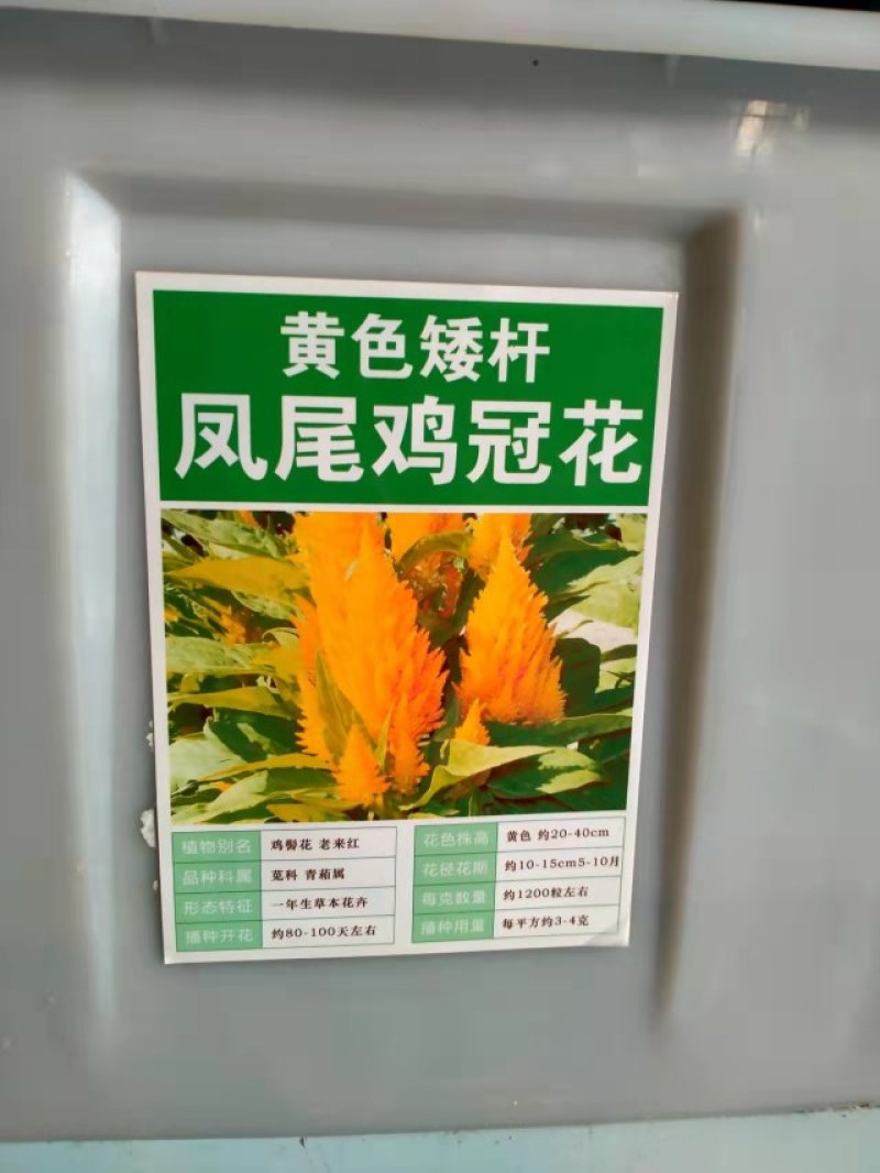 凤尾鸡冠花种子头状鸡冠花种子观赏花籽阳台庭院花草种子