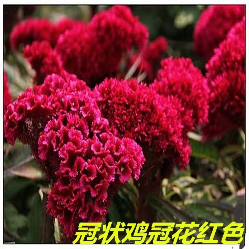 凤尾鸡冠花种子头状鸡冠花种子观赏花籽阳台庭院花草种子