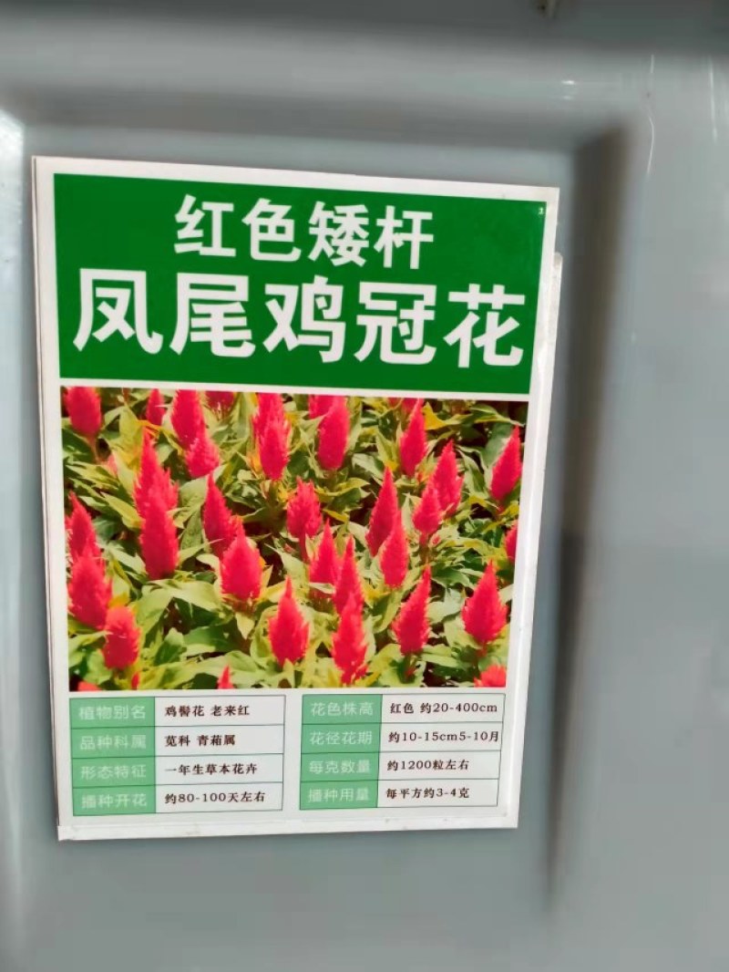 凤尾鸡冠花种子头状鸡冠花种子观赏花籽阳台庭院花草种子