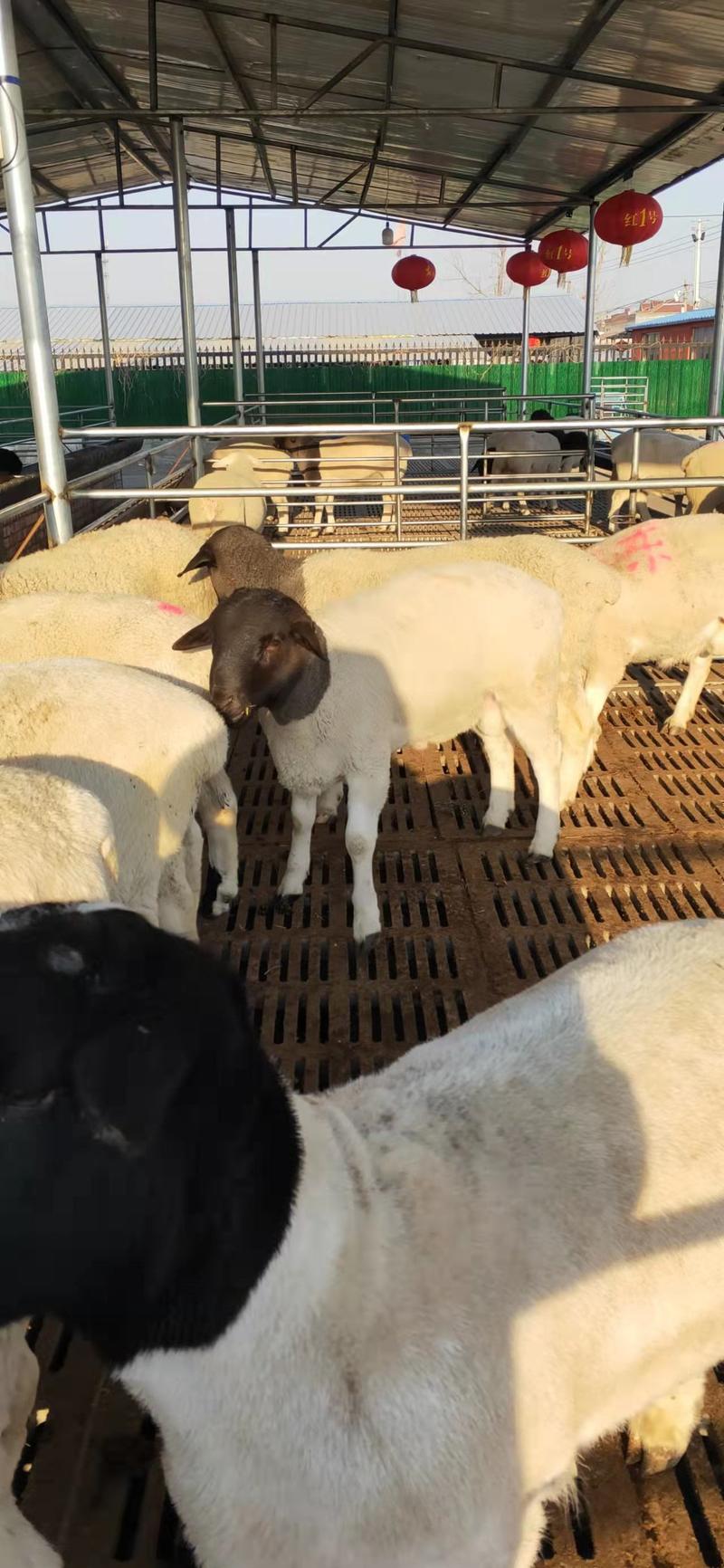 山东盛顺牧业牛羊养殖繁育基地，出售一批怀孕头胎黑头杜泊羊