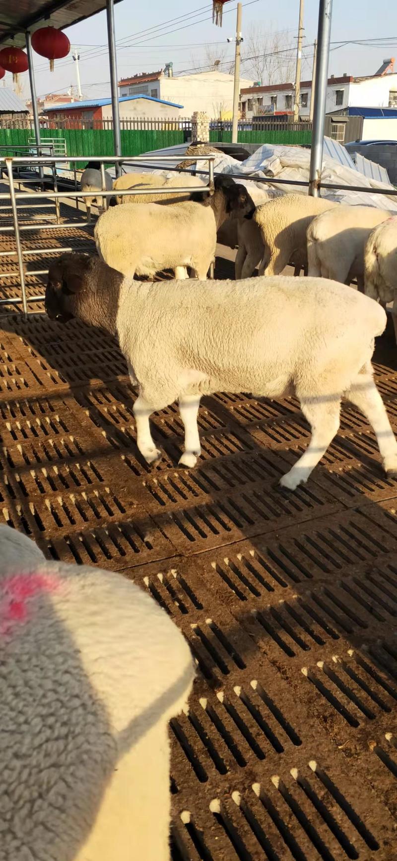 山东盛顺牧业牛羊养殖繁育基地，出售一批怀孕头胎黑头杜泊羊