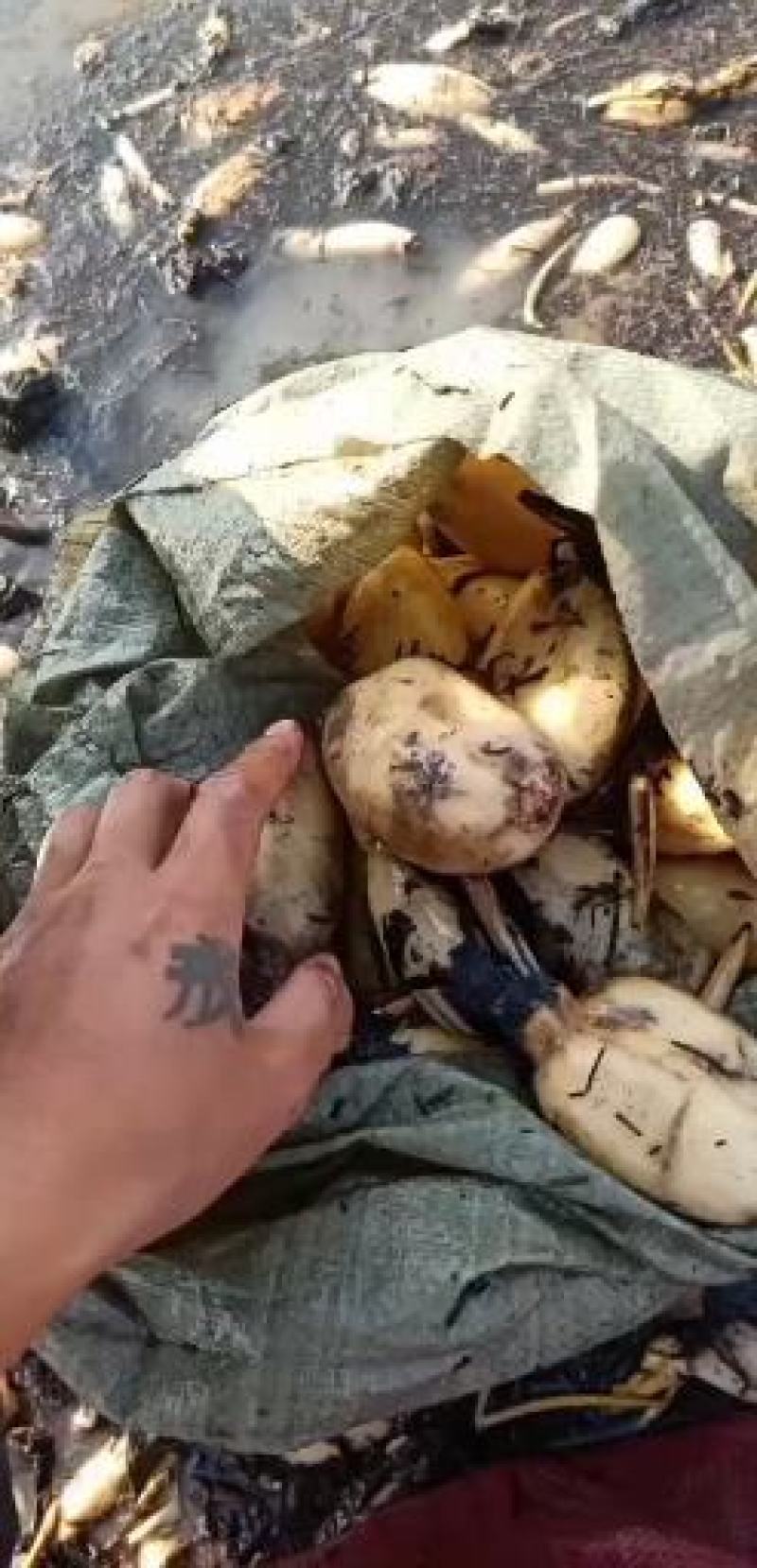 产地直销莲菜头子