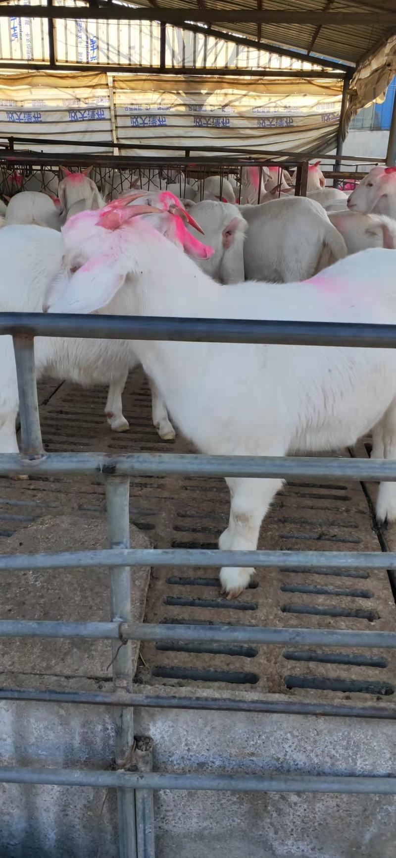 山东盛顺牧业养殖场，常年出售怀孕头胎美国白山羊，量大优惠