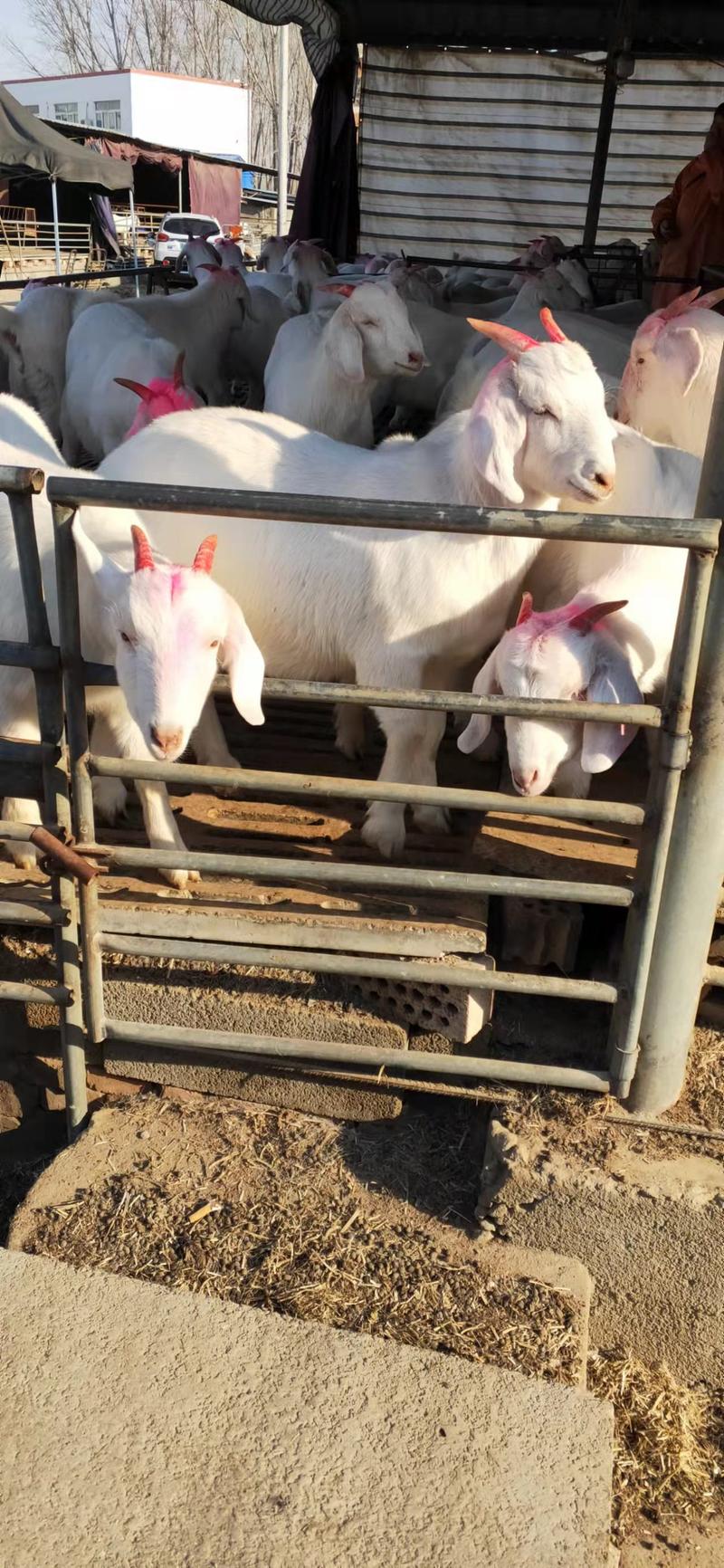 山东盛顺牧业养殖场，常年出售怀孕头胎美国白山羊，量大优惠