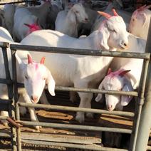 山东厂家直发活羊怀孕头胎美国白山羊提供技术签约合同