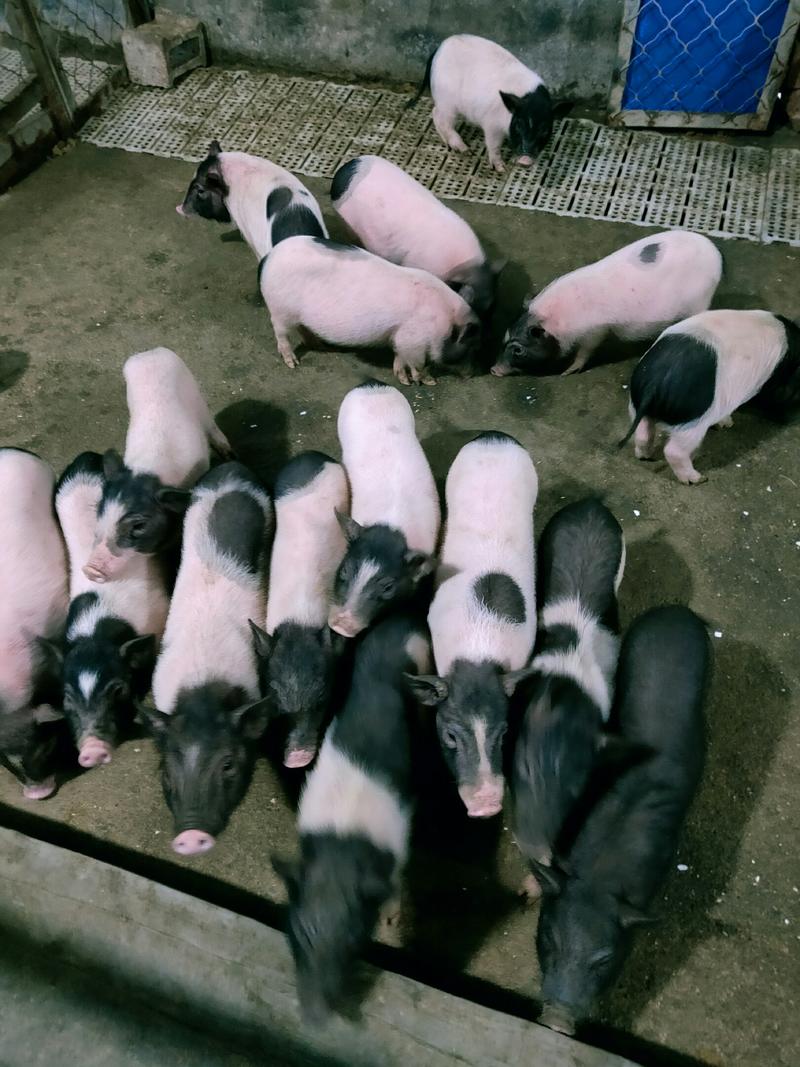 批发巴马香猪藏香猪种苗怀孕母猪商品猪质量保证全国发货