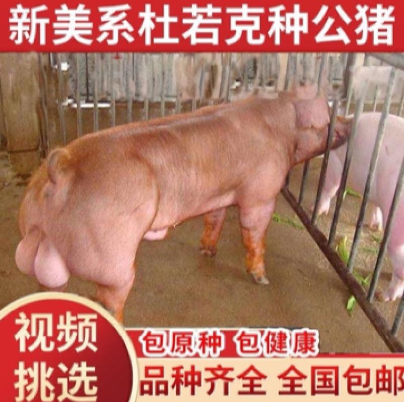 【推荐】新美系杜洛克种猪大小都有全国发货，回家就能用
