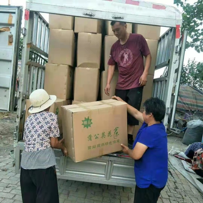 精品蒲公英茶新货干货一级蒲公英茶嫩叶散装泡水喝