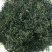 精品蒲公英茶新货干货一级蒲公英茶嫩叶散装泡水喝