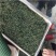 精品蒲公英茶新货干货一级蒲公英茶嫩叶散装泡水喝