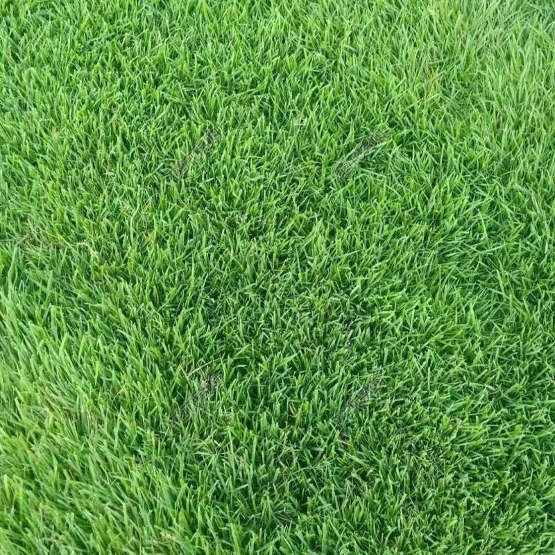 陕西草坪混播四季青马尼拉百慕大混播果令草