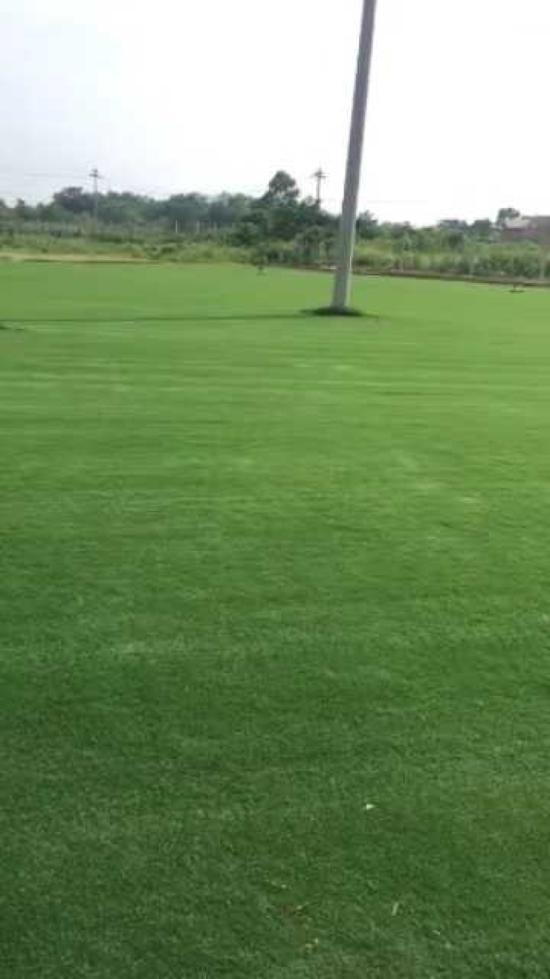 陕西草坪混播四季青马尼拉百慕大混播果令草