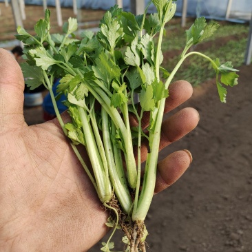 蔬菜苗
