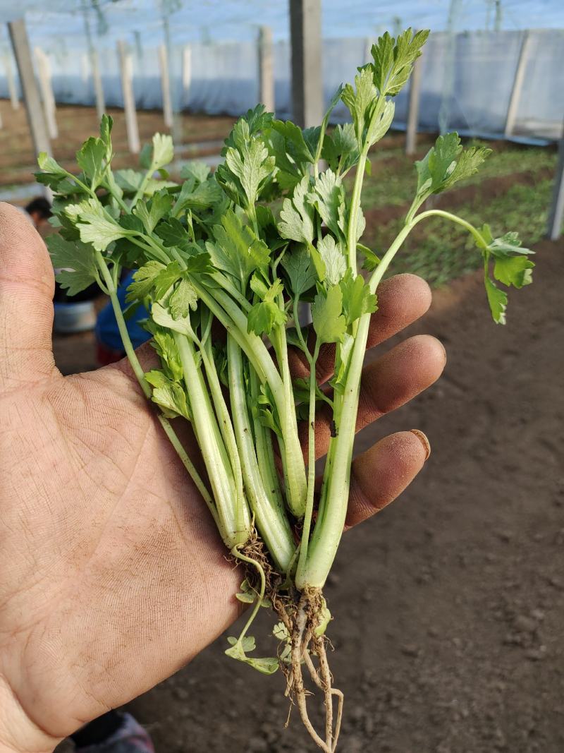 蔬菜苗