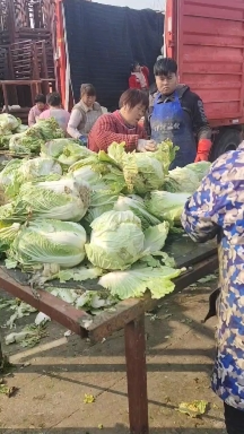 精品白菜黄心菜，质量好供应量大，价格便宜