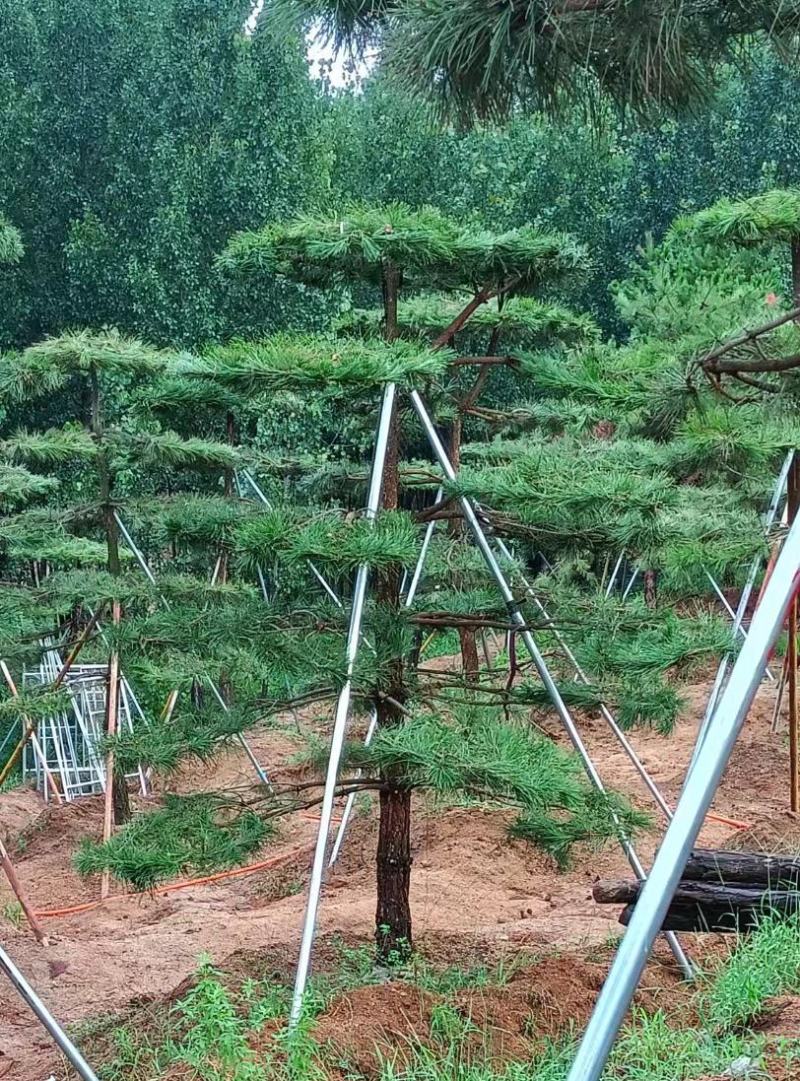精品造型松，造型油松，造型黑松，基地直发