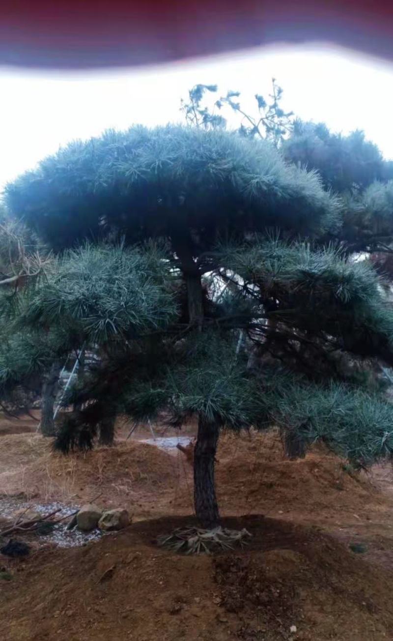 精品造型松，造型油松，造型黑松，基地直发