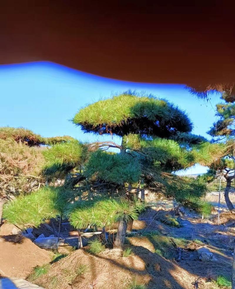 精品造型松，造型油松，造型黑松，基地直发