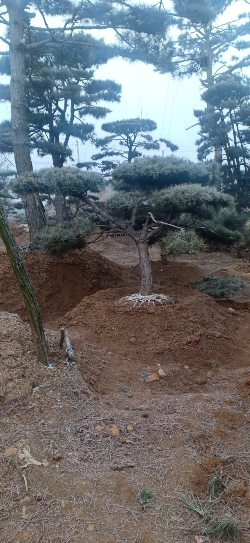 精品造型松，造型油松，造型黑松，基地直发