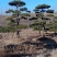 精品造型松，造型油松，造型黑松，基地直发