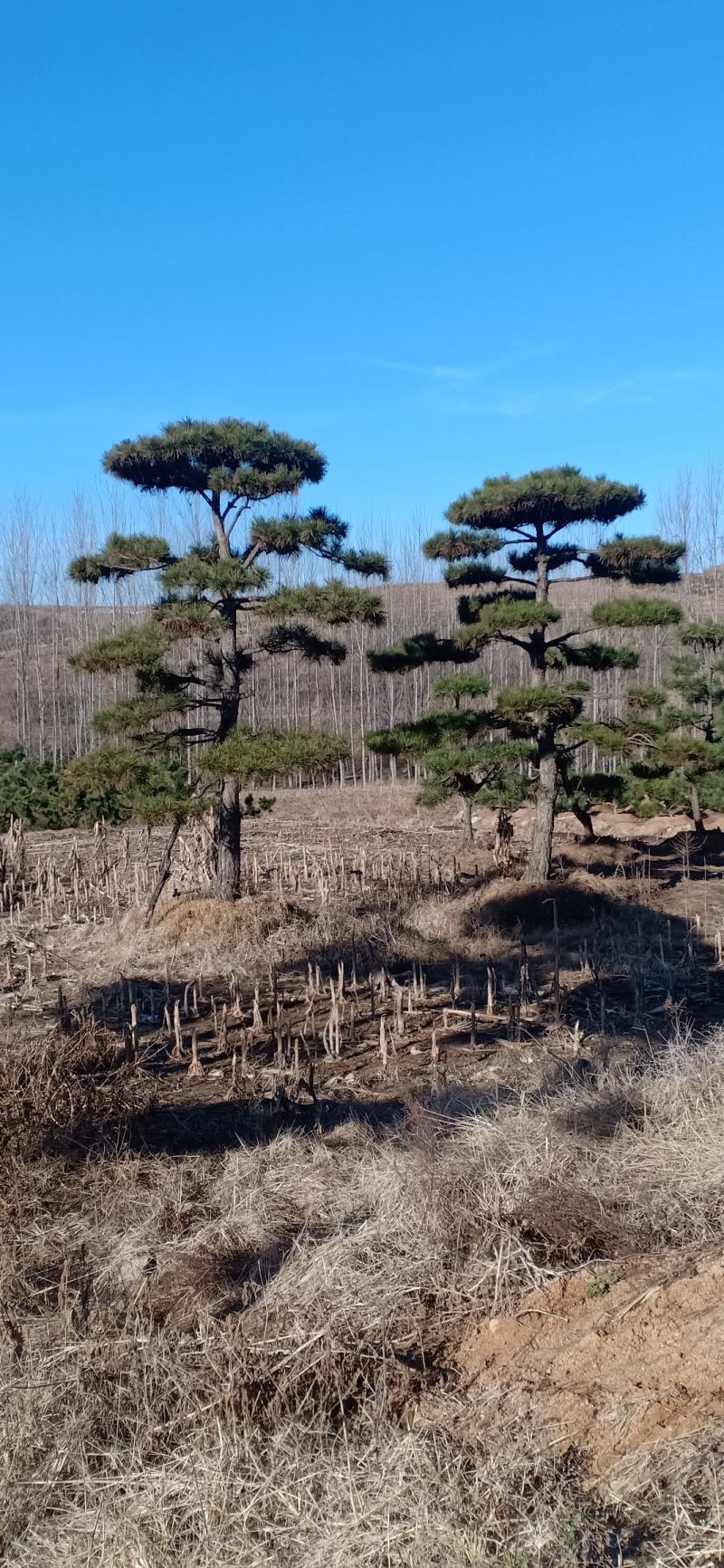 精品造型松，造型油松，造型黑松，基地直发