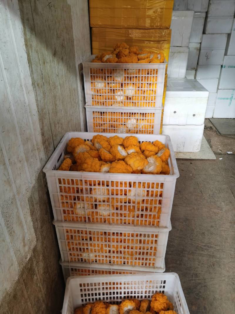 云南工厂化种植鲜金耳黄金耳量大价优支持一件代发