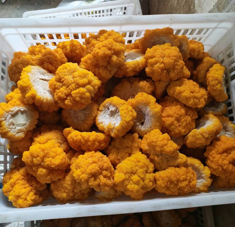 云南工厂化种植鲜金耳黄金耳量大价优支持一件代发