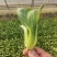 上海青，油菜，快菜，五百亩种植基地！常年供应！
