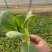 上海青，油菜，快菜，五百亩种植基地！常年供应！