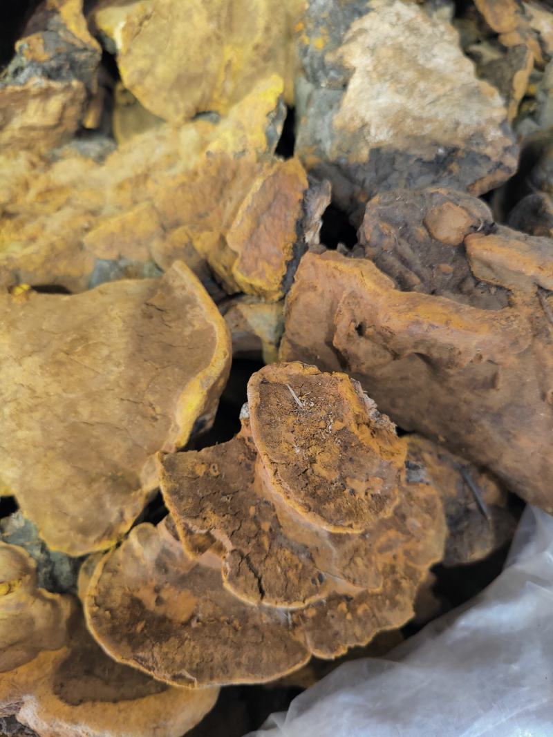 正品桑黄西藏野生特桑树金边桑黄正品特大野生藏桑黄