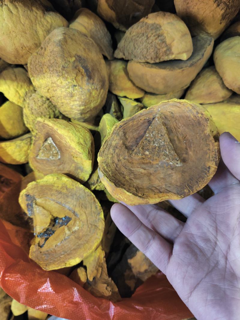 正品桑黄西藏野生特桑树金边桑黄正品特大野生藏桑黄