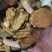 正品桑黄西藏野生特桑树金边桑黄正品特大野生藏桑黄