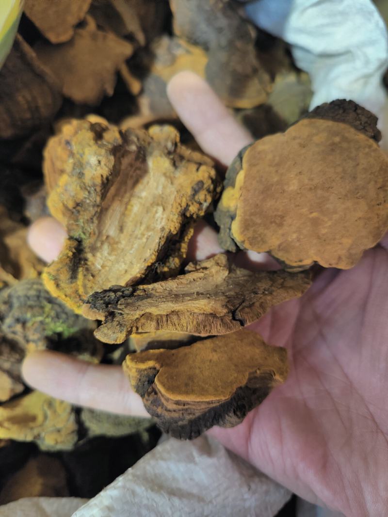 正品桑黄西藏野生特桑树金边桑黄正品特大野生藏桑黄
